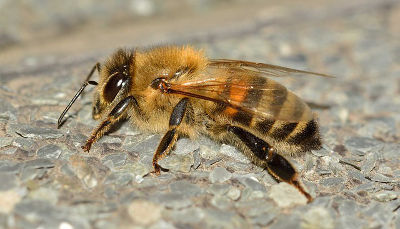 Proč včela po bodnutí žihadlem umírá?