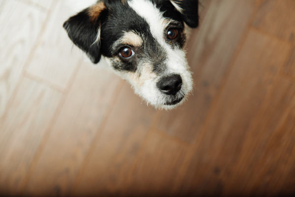 Co je separační úzkost psa a jak se s ní vypořádat?